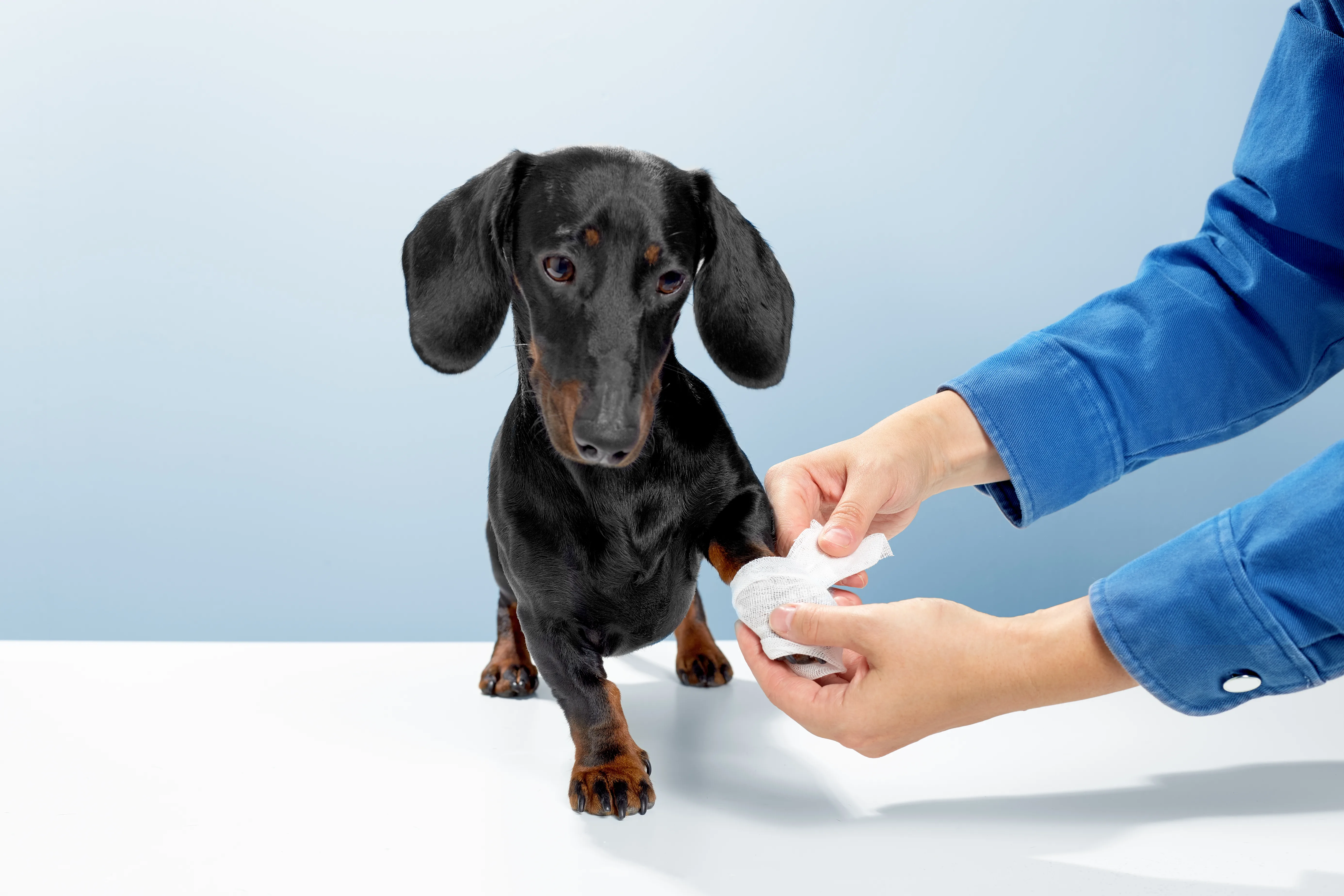 Professional veterinary clinic