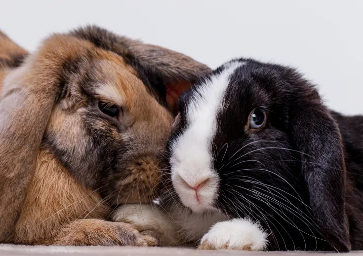Rabbits together