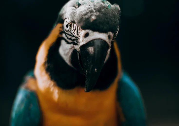 Bird portrait