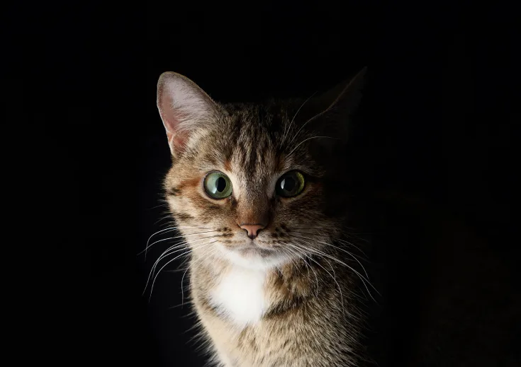 Cat portrait