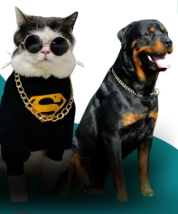 Relaxed dog after home session