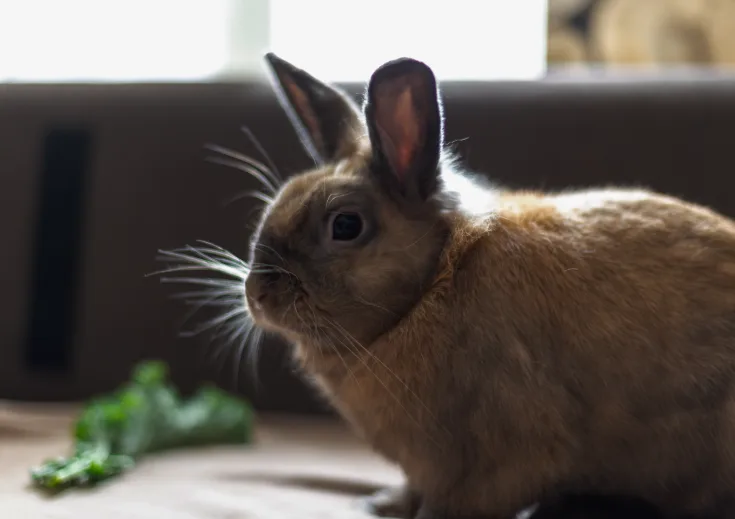 Rabbit portrait